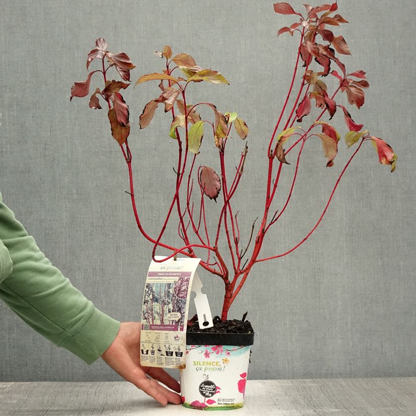 Exemplaar van Cornus alba Baton Rouge - Witte kornoelje Pot van 2 l/3 l zoals geleverd in de zomer