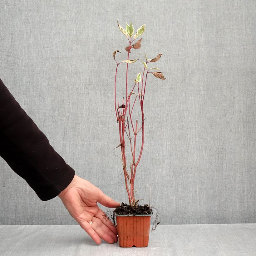 Exemplaar van Cornus alba Elegantissima - Witte kornoelje Kweekpotje van 8/9 cm zoals geleverd in de herfst