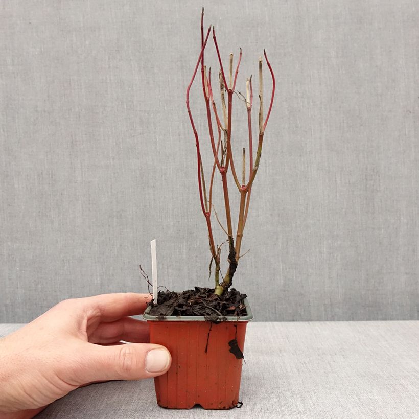 Exemplaar van Cornus alba Elegantissima - Cornouiller blanc panaché Godet de 8/9 cm zoals geleverd in de winter