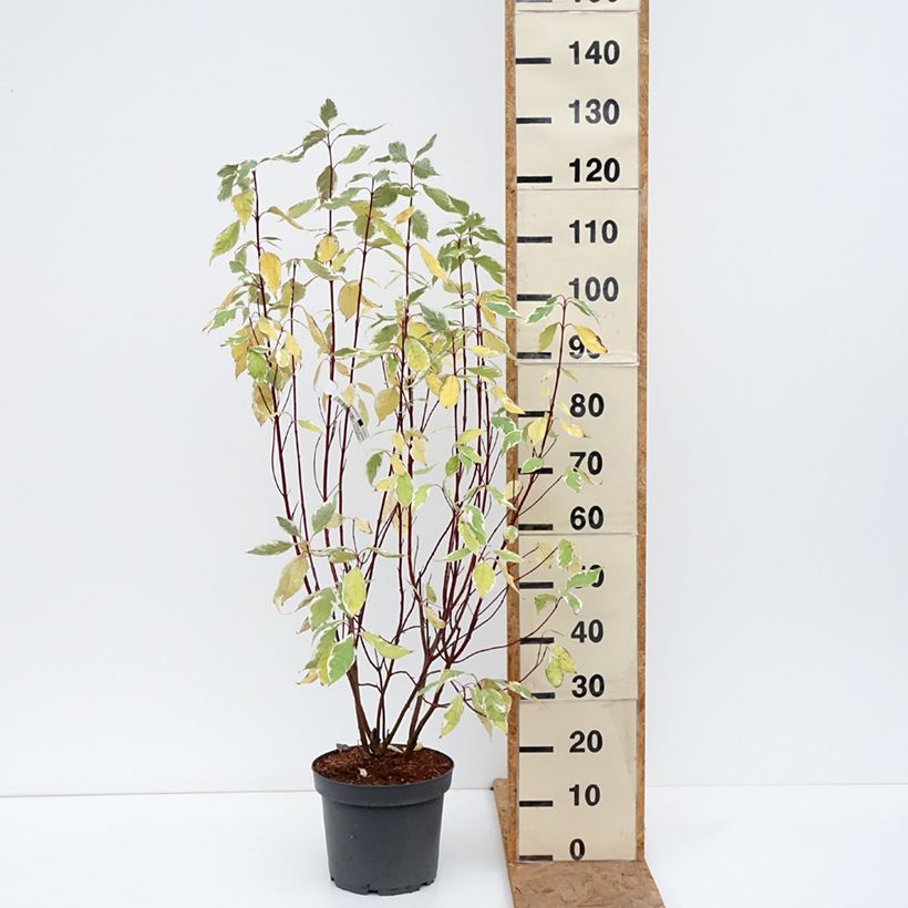 Exemplaar van Cornus alba Elegantissima - Witte kornoelje Pot van 7,5 l/10 l zoals geleverd in de herfst