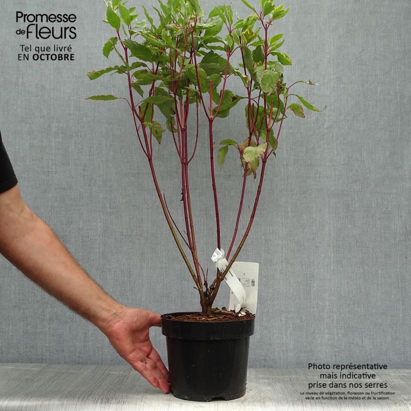 Exemplaar van Cornus alba Gouchaultii - Witte kornoelje Pot van 3 l/4 l zoals geleverd in de herfst