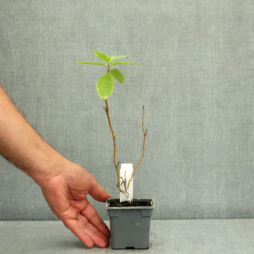 Exemplaar van Cornus alba Gouchaultii - Witte kornoelje Kweekpotje van 8/9 cm zoals geleverd in de zomer