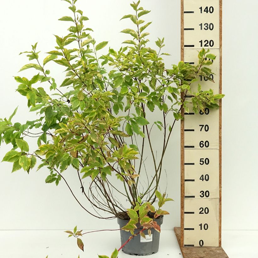 Exemplaar van Cornus alba Gouchaultii - Witte kornoelje Pot van 7,5 l/10 l zoals geleverd in de zomer