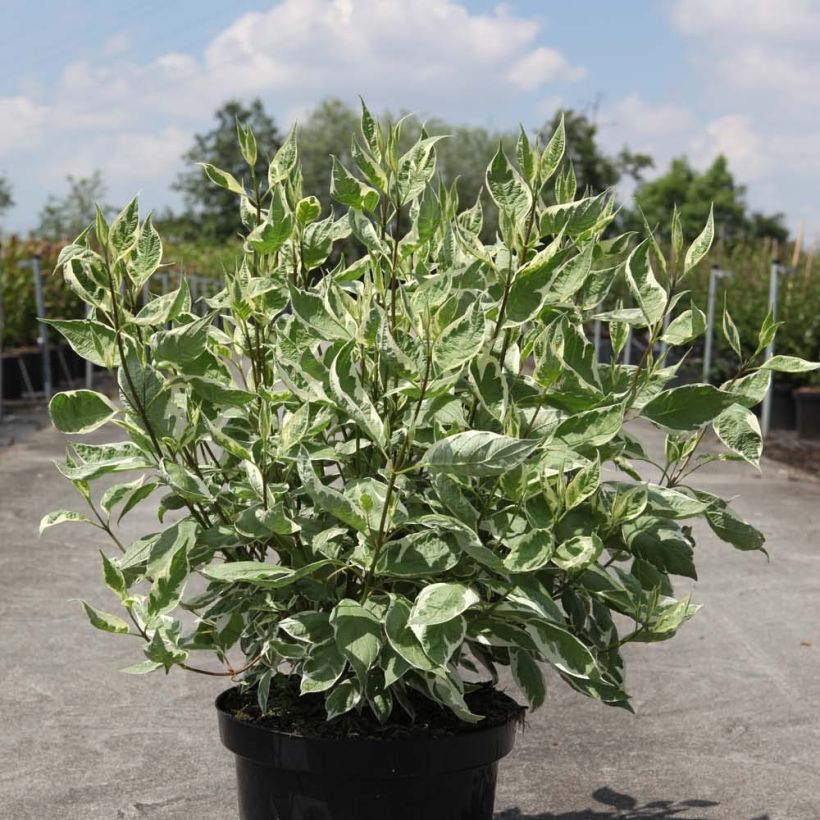 Cornus alba Ivory Halo - Witte kornoelje (Groeiplaats)