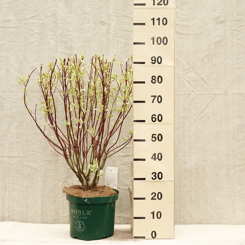 Exemplaar van Cornus alba Ivory Halo - Witte kornoelje Pot van 7,5 l/10 l zoals geleverd in de lente