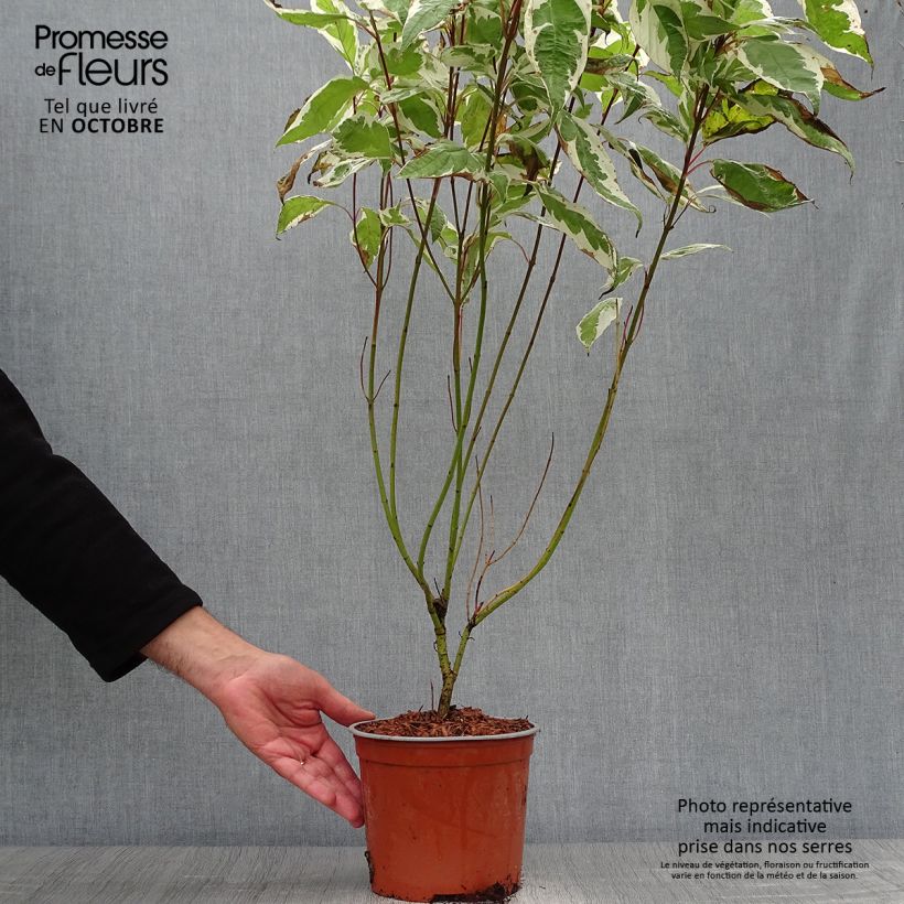 Exemplaar van Cornus alba Ivory Halo - Witte kornoelje Pot van 3 l/4 l zoals geleverd in de herfst