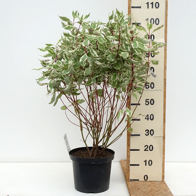 Exemplaar van Cornus alba Ivory Halo - Witte kornoelje Pot van 7,5 l/10 l zoals geleverd in de herfst