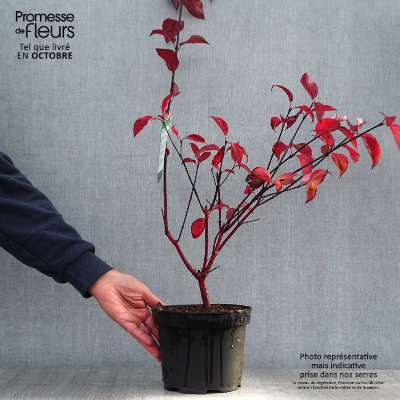 Exemplaar van Cornus alba Kesselringii - Witte kornoelje Pot van 2 l/3 l zoals geleverd in de herfst