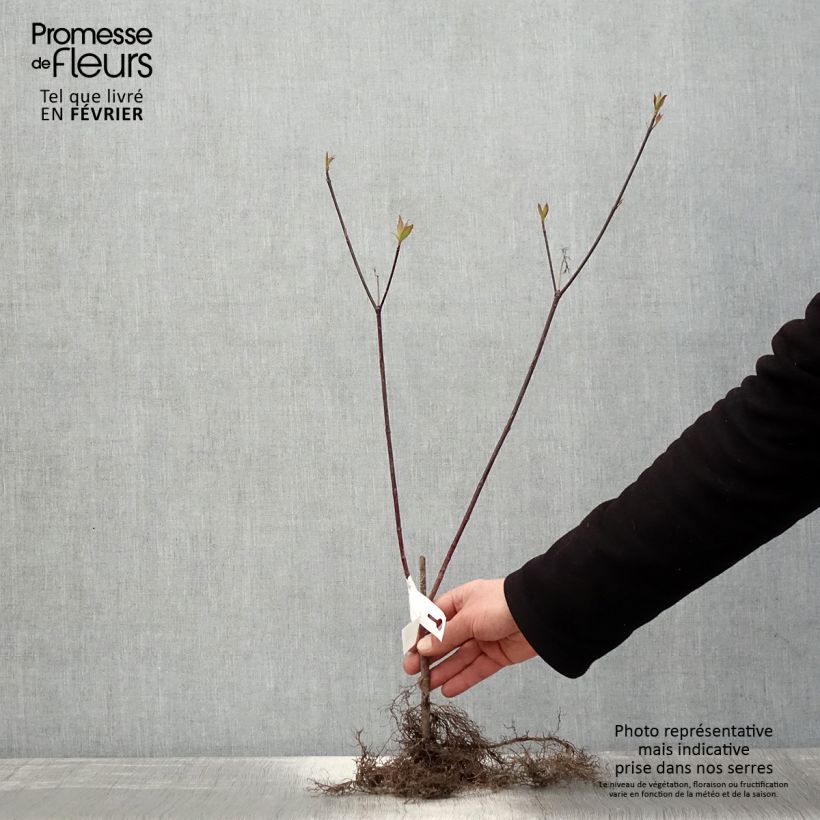 Example of Cornus alba Kesselringii - Witte kornoelje Naakte wortel, Struik as you get in hiver