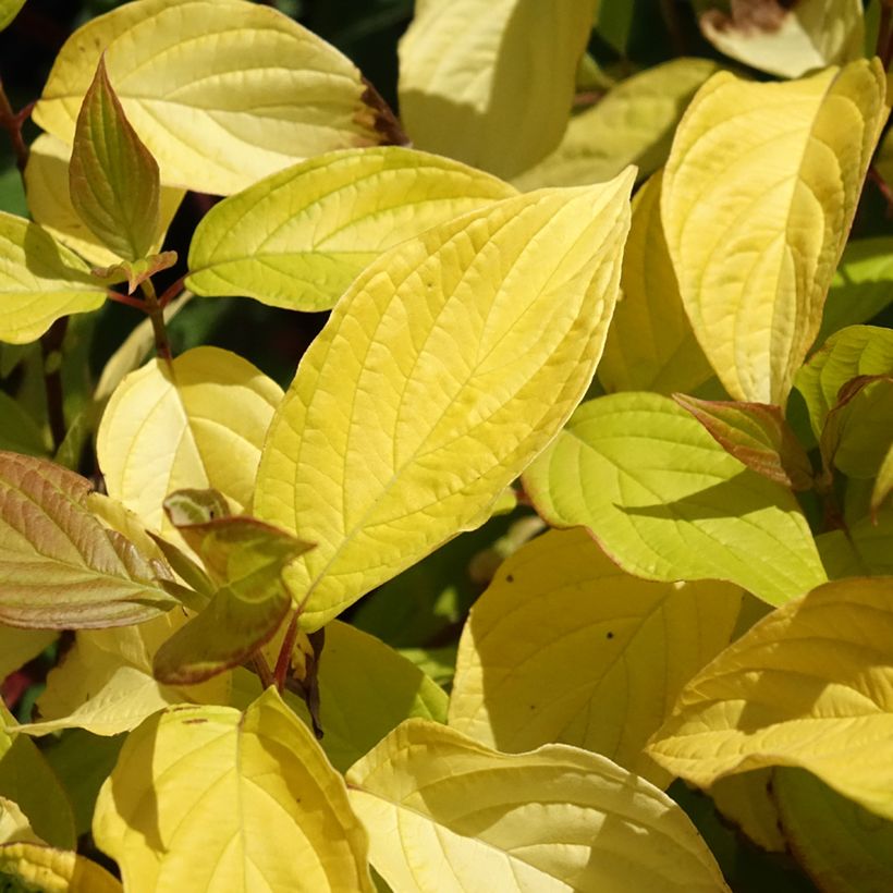 Cornus alba Neon Burst - Witte kornoelje (Blad)