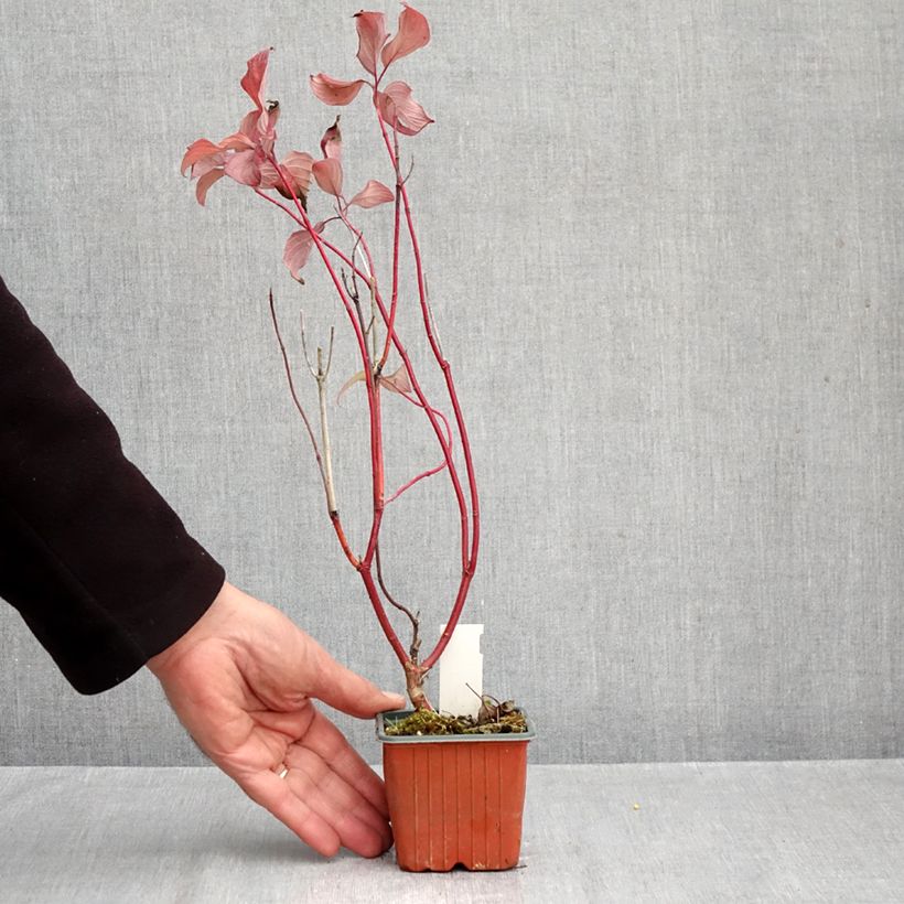 Exemplaar van Cornus alba Neon Burst - Witte kornoelje Kweekpotje van 8/9 cm zoals geleverd in de herfst