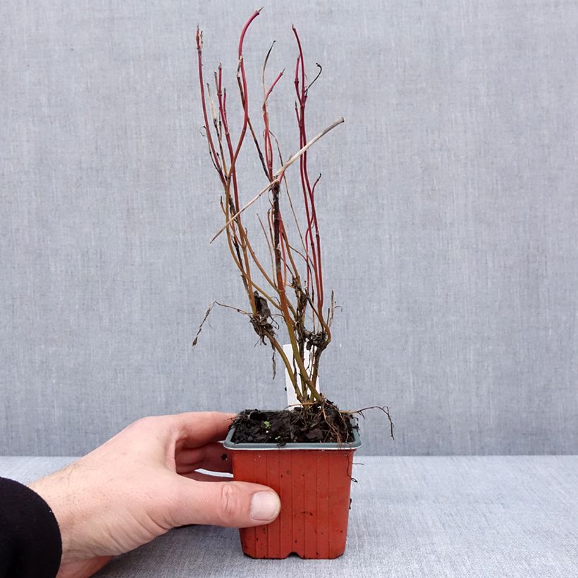 Exemplaar van Cornus alba Neon Burst - Cornouiller blanc Godet de 8/9 cm zoals geleverd in de winter