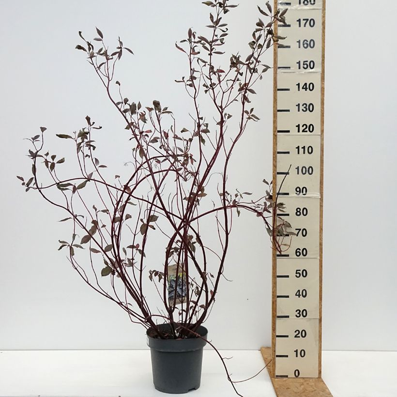 Exemplaar van Cornus alba Nightfall - Witte kornoelje Pot van 12 l/15 l zoals geleverd in de herfst