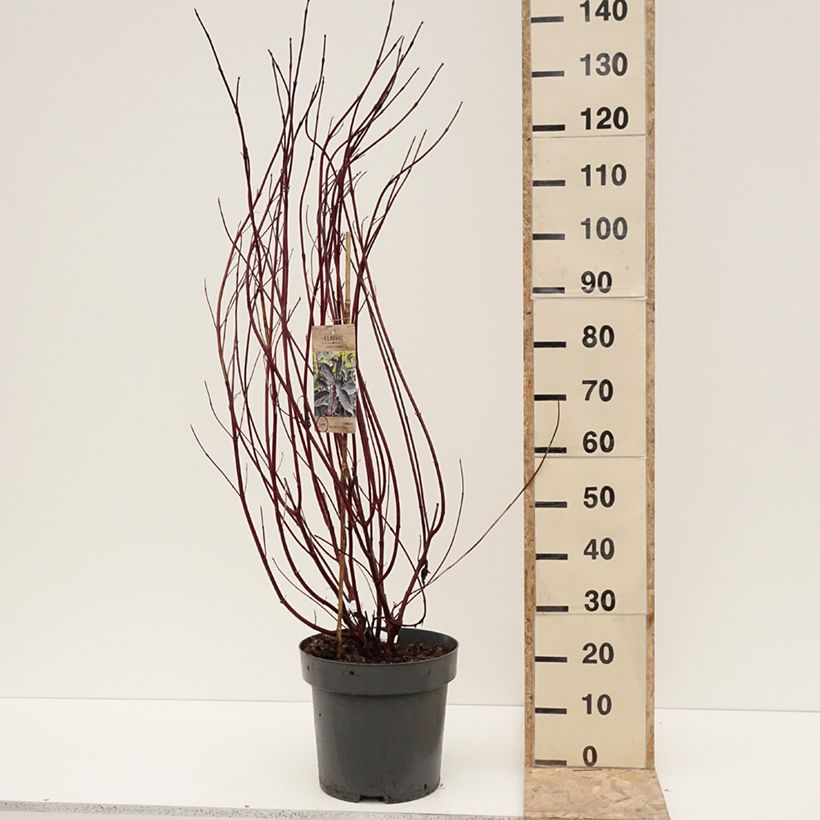Exemplaar van Cornus alba Nightfall - Cornouiller blanc Pot de 12L/15L zoals geleverd in de winter
