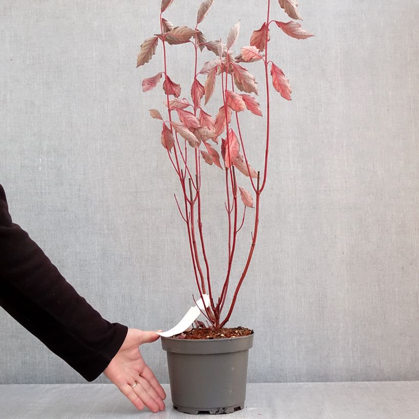 Exemplaar van Cornus alba Nightfall - Witte kornoelje Pot van 3 l/4 l zoals geleverd in de herfst