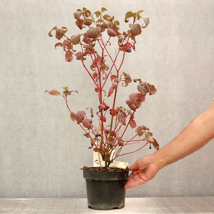 Exemplaar van Cornus alba Siberian Pearls - Witte kornoelje Pot van 3 l/4 l zoals geleverd in de zomer