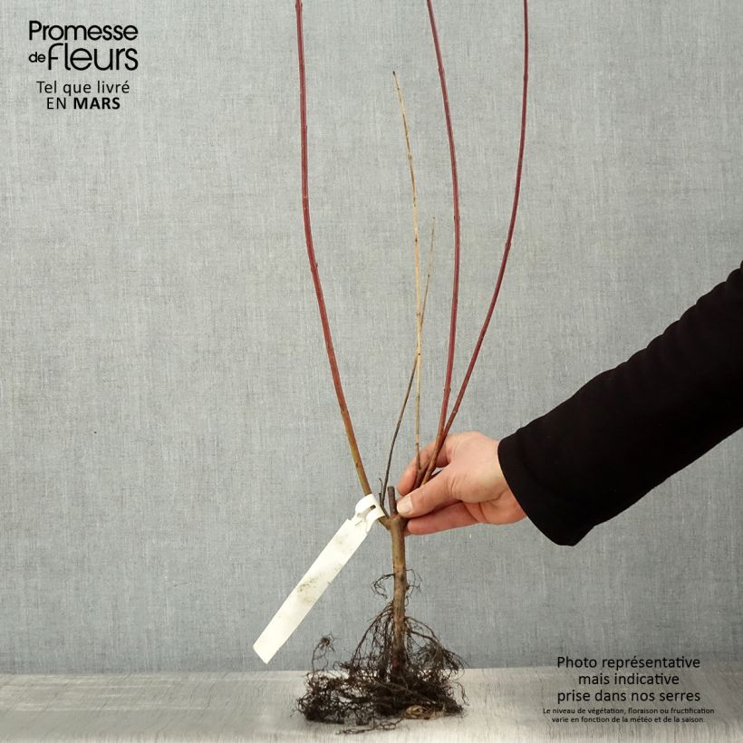 Exemplaar van Cornus alba Sibirica - Witte kornoelje Naakte wortel, Struik zoals geleverd in de lente