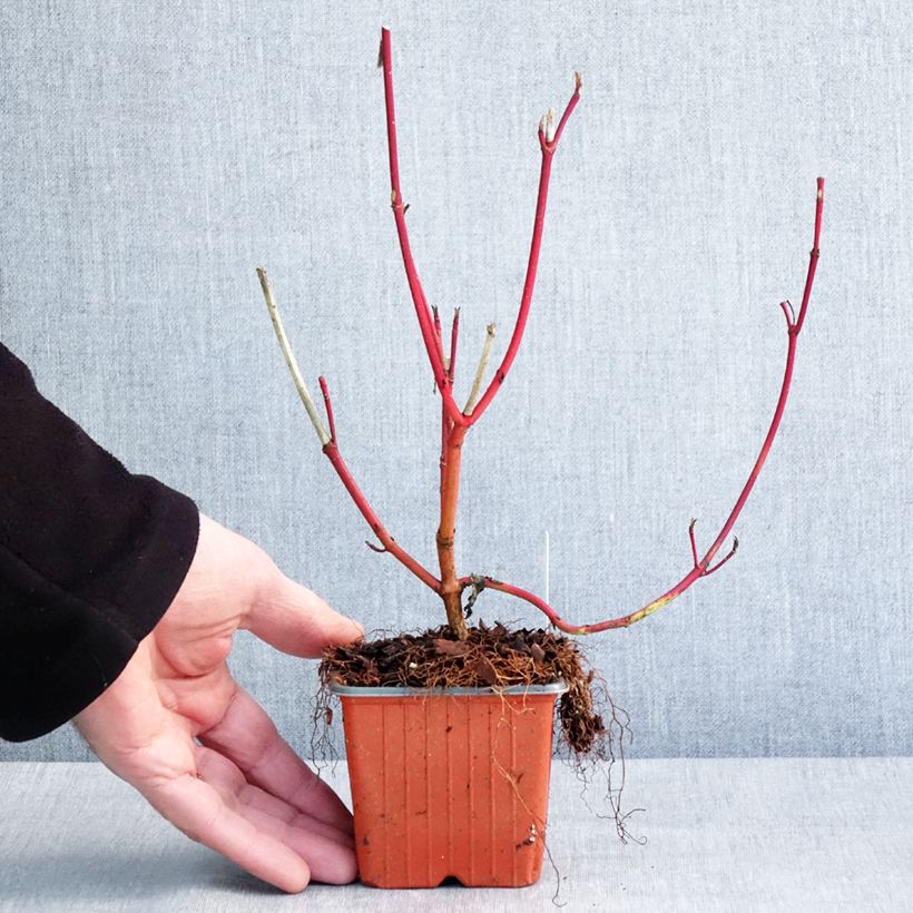 Exemplaar van Cornus alba Sibirica - Cornouiller blanc de Sibérie Godet de 8/9 cm zoals geleverd in de winter