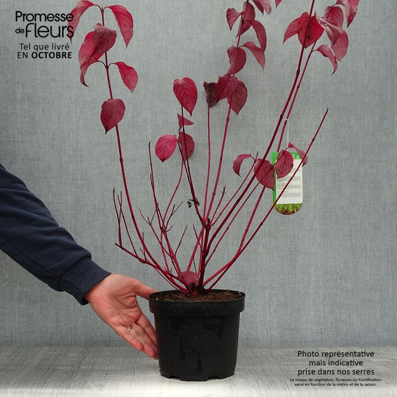 Exemplaar van Cornus alba Sibirica - Witte kornoelje Pot van 2 l/3 l zoals geleverd in de herfst
