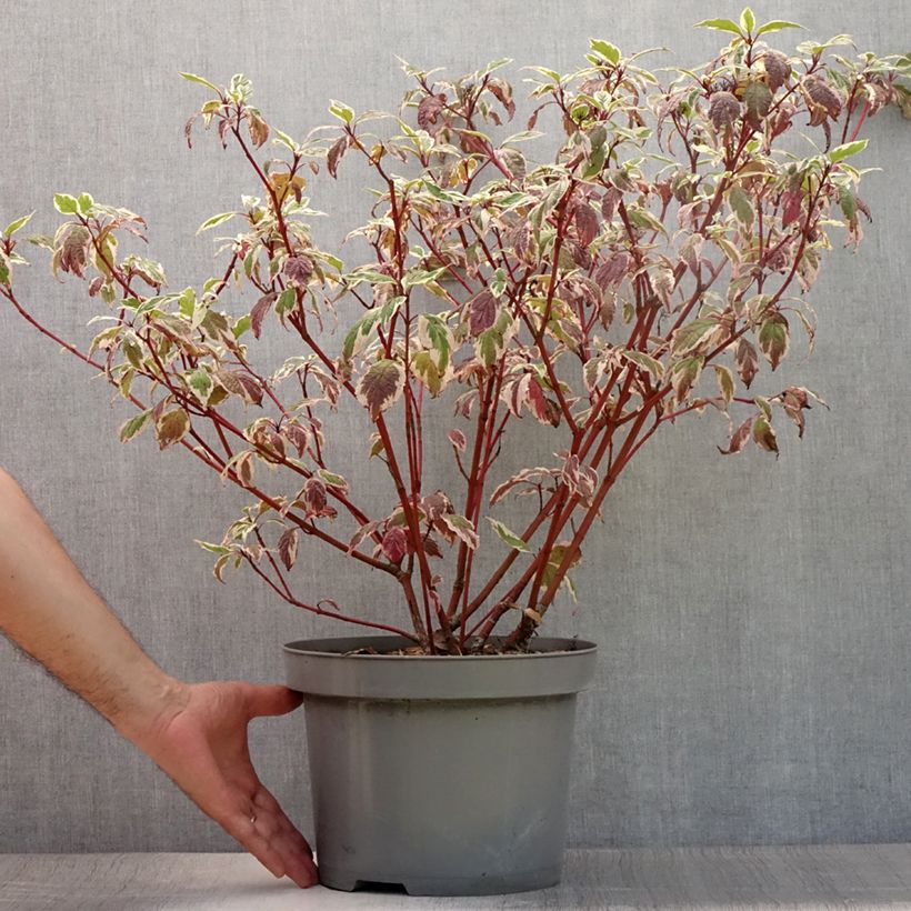 Exemplaar van Cornus alba Sibirica Variegata - Witte kornoelje Pot van 7,5 l/10 l zoals geleverd in de zomer