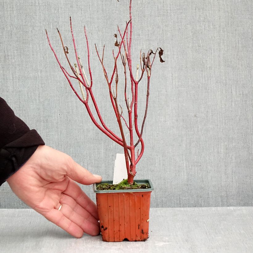 Exemplaar van Cornus alba Spaethii - Witte kornoelje Kweekpotje van 8/9 cm zoals geleverd in de herfst