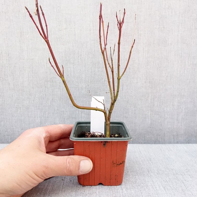Exemplaar van Cornus alba Spaethii - Cornouiller blanc à feuillage panaché Godet de 8/9 cm zoals geleverd in de winter