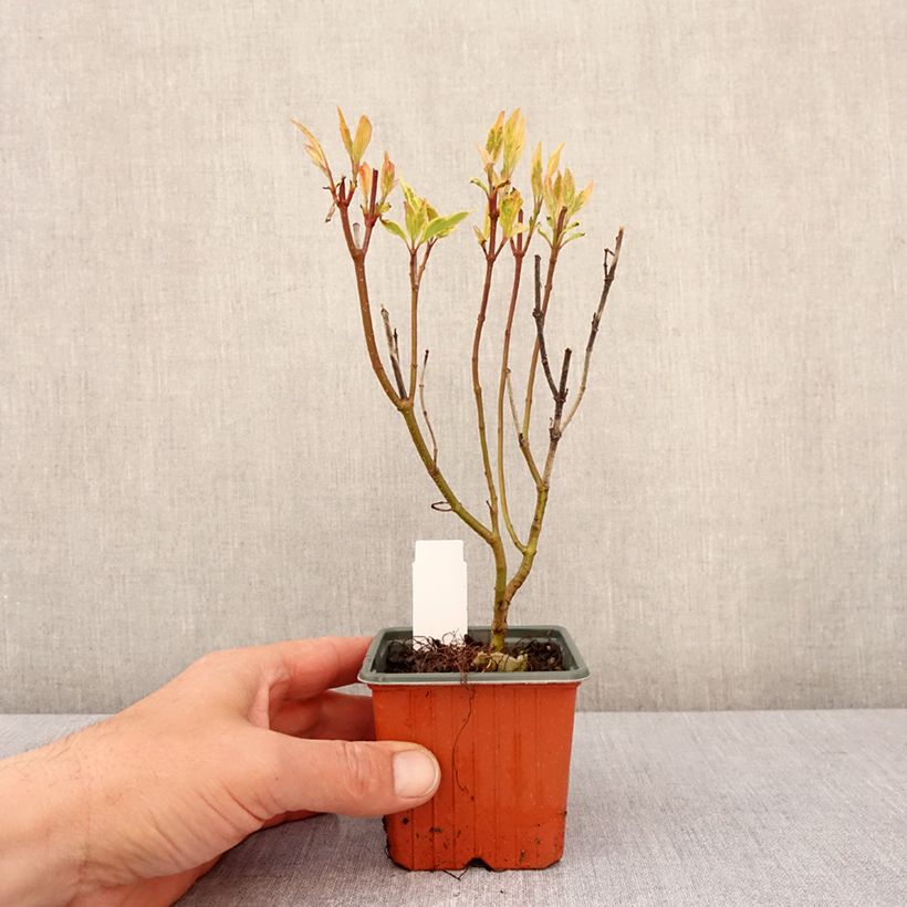 Example of Cornus alba Spaethii - Witte kornoelje Kweekpotje van 8/9 cm as you get in printemps