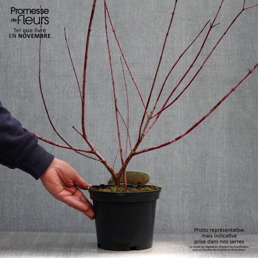 Exemplaar van Cornus alba Spaethii - Witte kornoelje Pot van 4 l/5 l zoals geleverd in de herfst