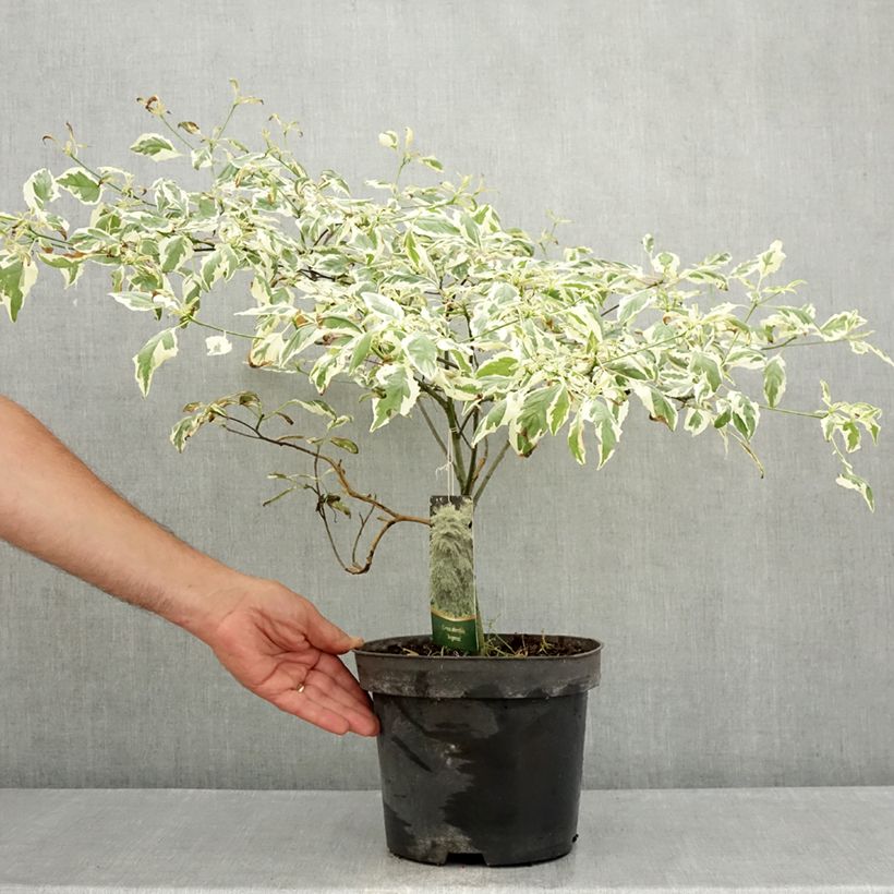 Exemplaar van Cornus alternifolia Argentea - Pagodekornoelje Pot van 3 l/4 l zoals geleverd in de zomer