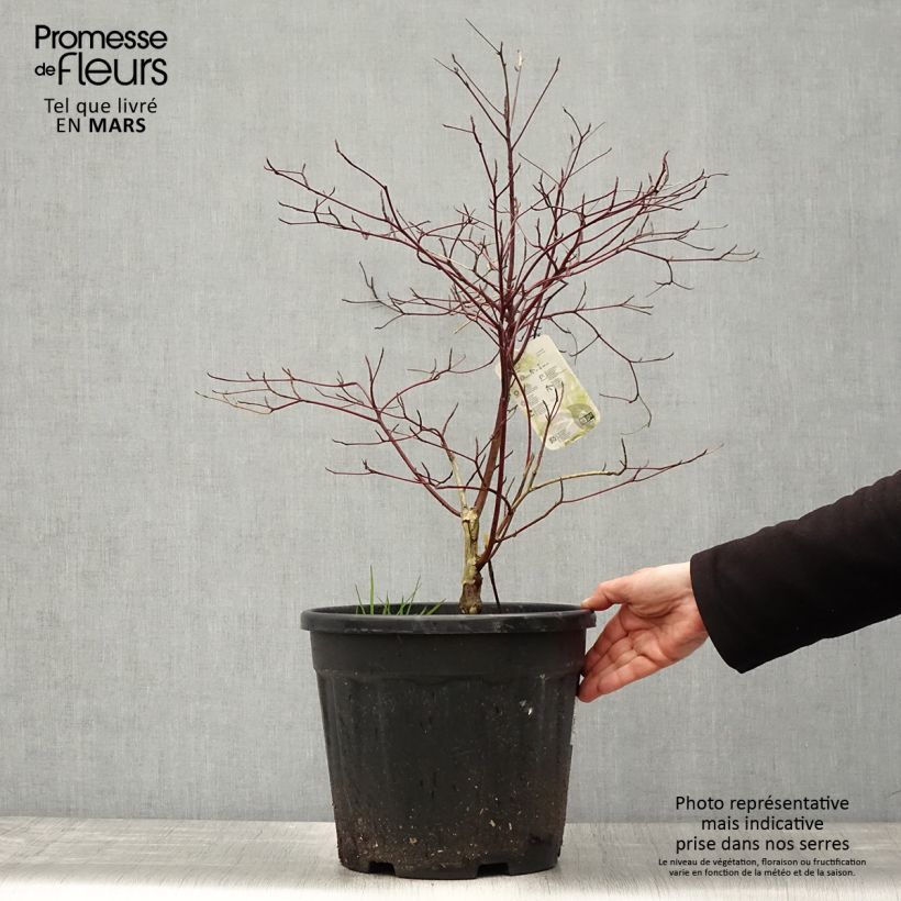 Example of Cornus alternifolia Argentea - Pagodekornoelje Pot van 12 l/15 l as you get in printemps