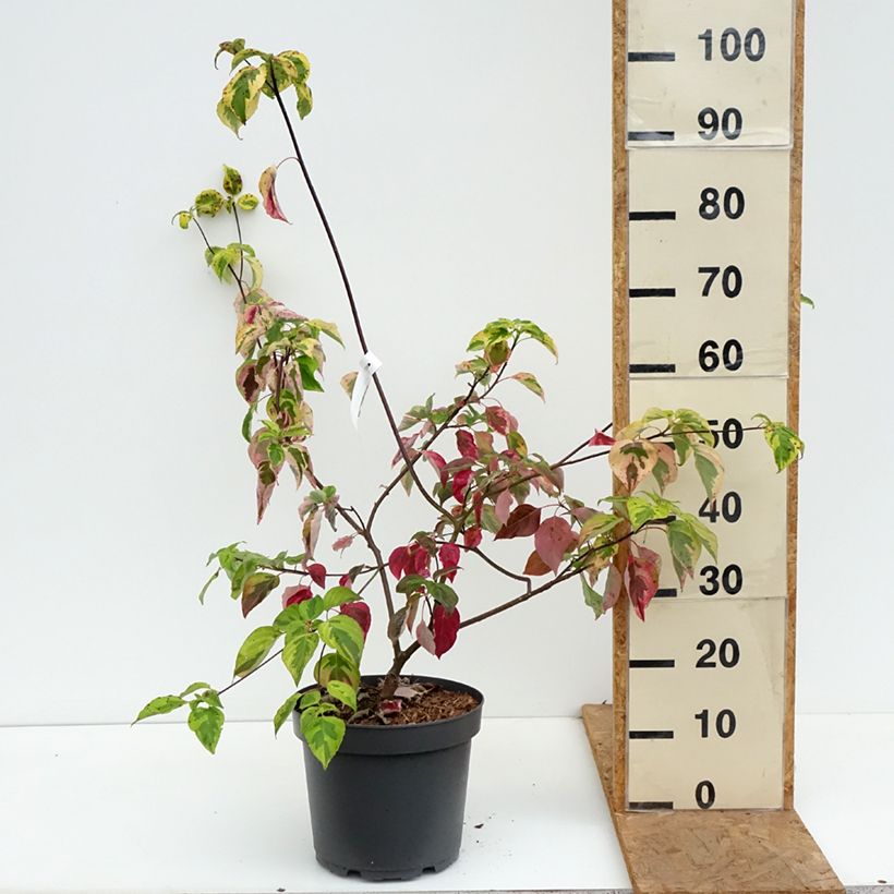 Exemplaar van Cornus alternifolia Golden Shadows biologisch - Pagodekornoelje Pot van 4 l/5 l zoals geleverd in de herfst