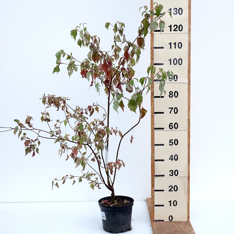 Exemplaar van Cornus alternifolia Silver Giant - Pagodekornoelje Pot van 4 l/5 l zoals geleverd in de herfst