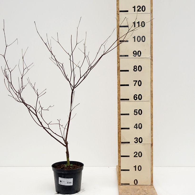 Exemplaar van Cornus alternifolia Silver Giant - Pagodekornoelje Pot van 4 l/5 l zoals geleverd in de lente