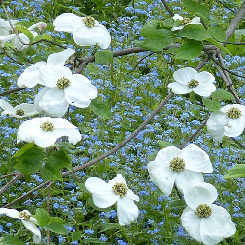 Cornus nuttallii florida Ascona - Grootbloemige kornoelje (Bloei)