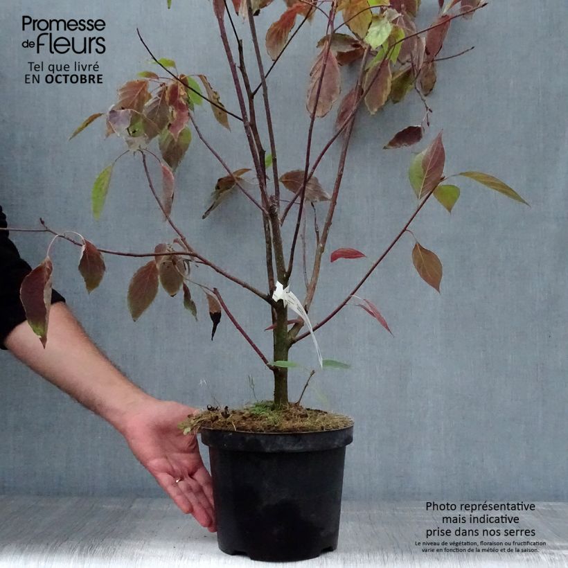 Exemplaar van Cornus controversa - Reuzenkornoelje Pot van 4 l/5 l zoals geleverd in de herfst