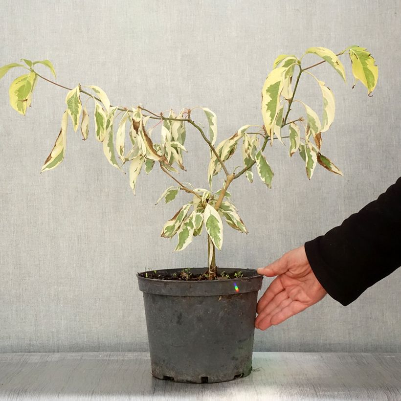 Exemplaar van Cornus controversa Gold Star - Reuzenkornoelje Pot van 4 l/5 l zoals geleverd in de herfst