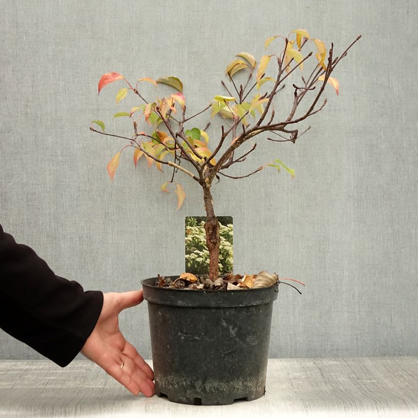 Exemplaar van Cornus controversa Green Carpet - Reuzenkornoelje Pot van 4 l/5 l zoals geleverd in de herfst