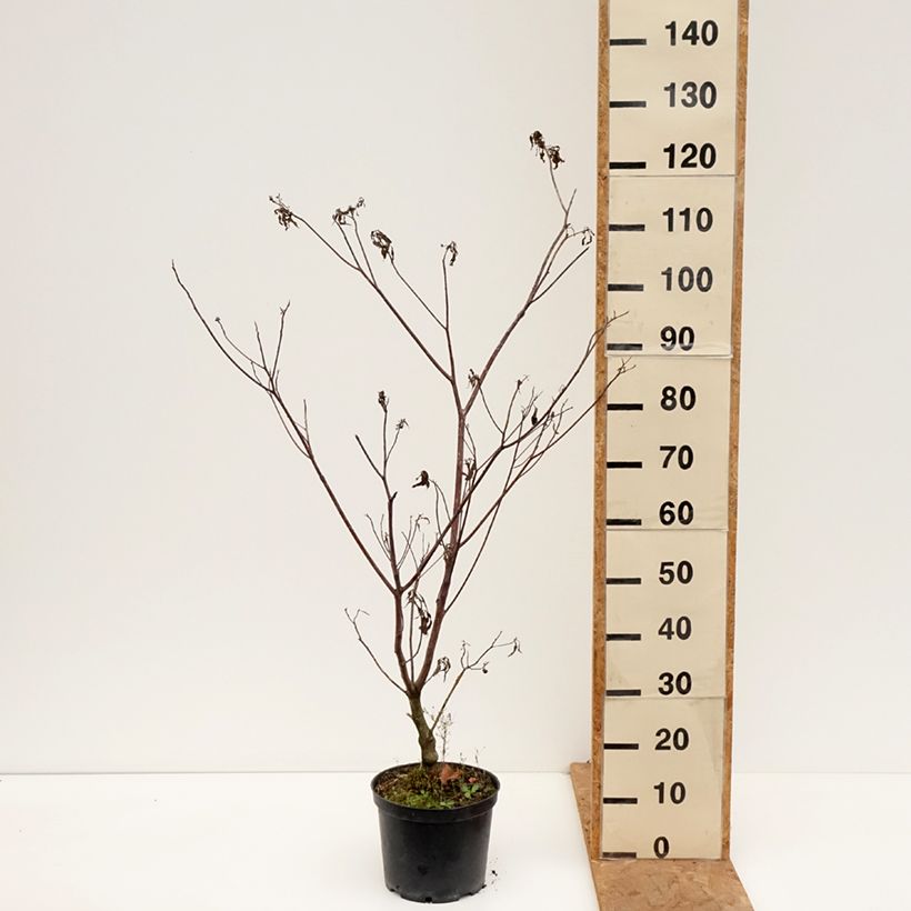 Exemplaar van Cornus controversa Laska - Reuzenkornoelje Pot van 4 l/5 l zoals geleverd in de herfst