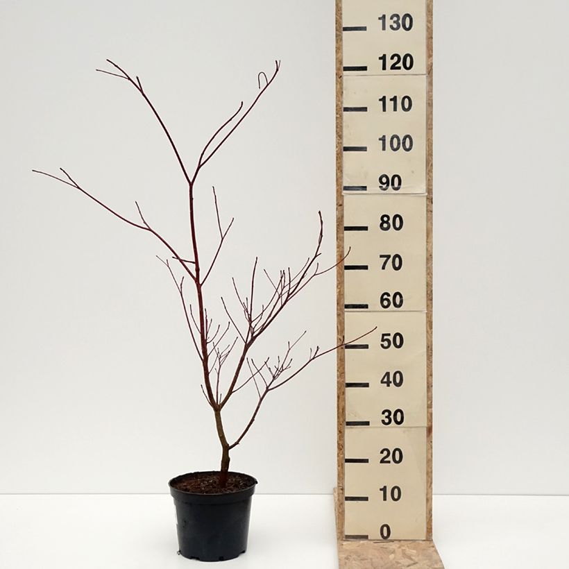 Exemplaar van Cornus controversa Laska - Reuzenkornoelje Pot van 4 l/5 l zoals geleverd in de winter