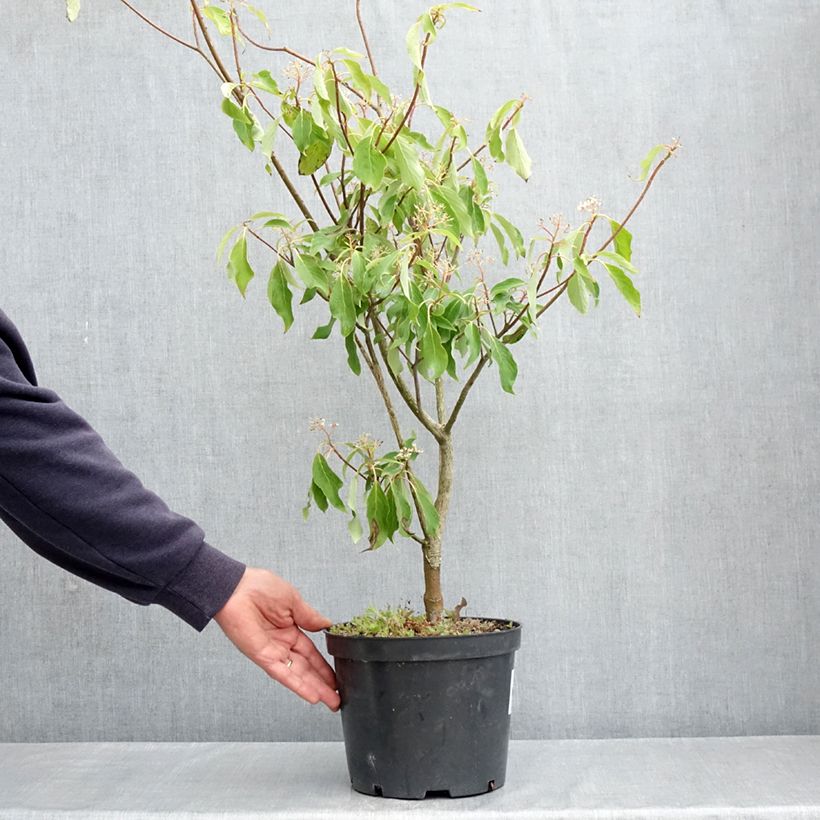 Exemplaar van Cornus controversa Laska - Reuzenkornoelje Pot van 4 l/5 l zoals geleverd in de lente