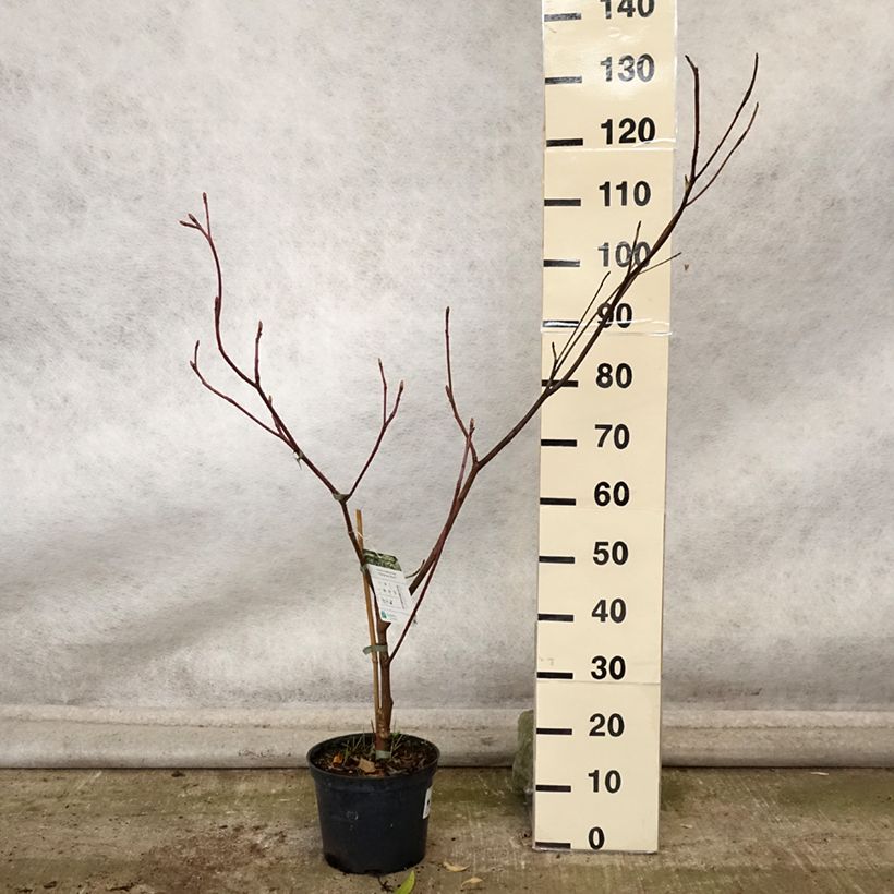 Exemplaar van Cornus controversa Marginata Nord - Reuzenkornoelje Pot van 4 l/5 l zoals geleverd in de herfst