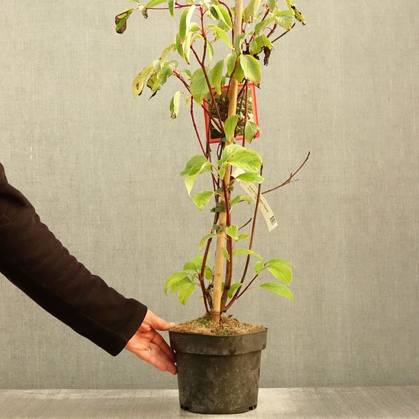Exemplaar van Cornus controversa Pagoda - Reuzenkornoelje Pot van 4 l/5 l zoals geleverd in de herfst