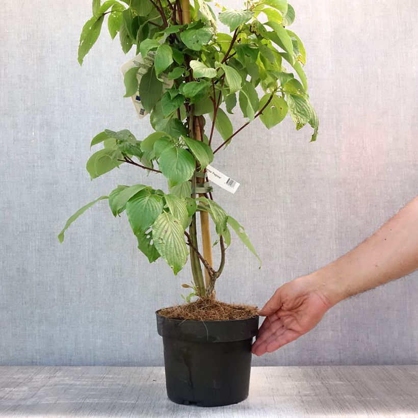 Exemplaar van Cornus controversa Pagoda - Reuzenkornoelje Pot van 4 l/5 l zoals geleverd in de zomer