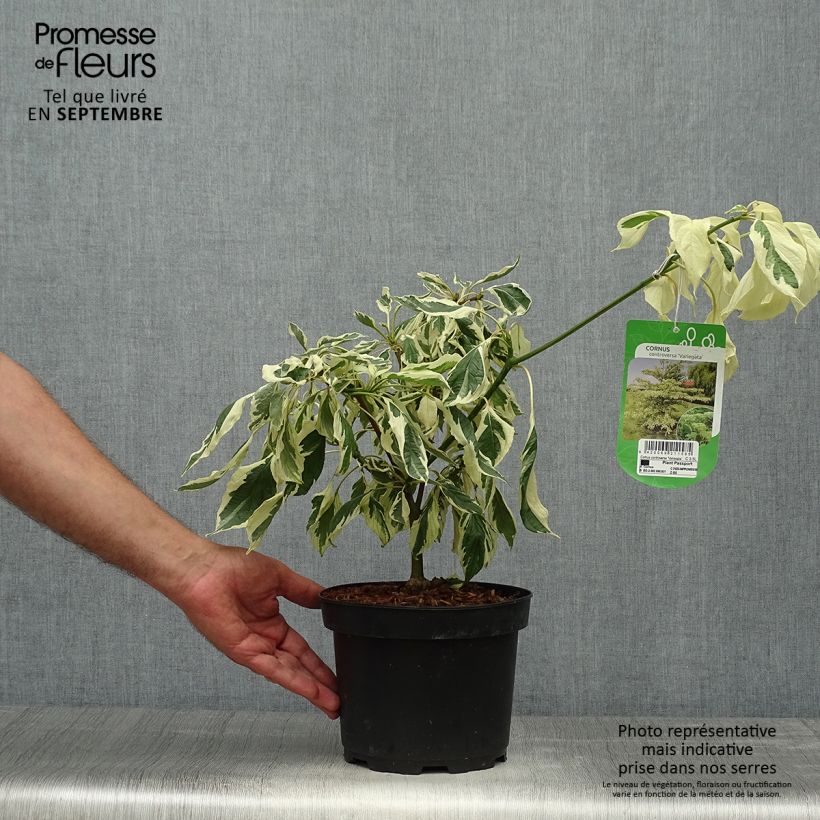 Exemplaar van Cornus controversa Variegata - Reuzenkornoelje Pot van 4 l/5 l zoals geleverd in de herfst