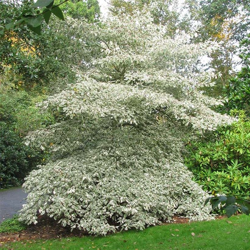 Cornus controversa Variegata - Reuzenkornoelje (Groeiplaats)
