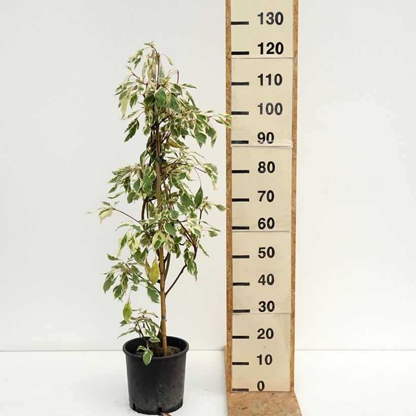 Exemplaar van Cornus controversa Variegata - Reuzenkornoelje Pot van 7,5 l/10 l zoals geleverd in de zomer