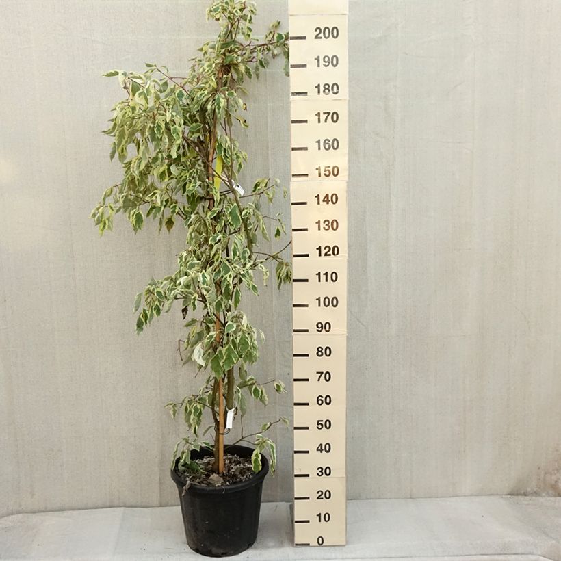 Exemplaar van Cornus controversa Variegata - Cornouiller des Pagodes panaché Pot de 50L/55L zoals geleverd in de herfst