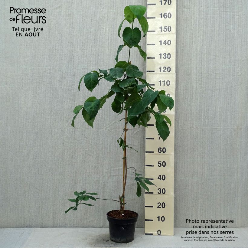 Exemplaar van Cornus nuttalii Eddies White Wonder - Grootbloemige kornoelje Pot van 4 l/5 l zoals geleverd in de zomer