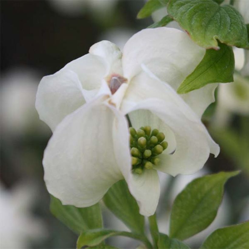 Cornus florida Cloud Nine - Amerikaanse kornoelje (Bloei)