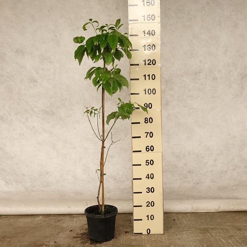 Exemplaar van Cornus florida Cloud Nine - Amerikaanse kornoelje Pot van 4 l/5 l zoals geleverd in de zomer